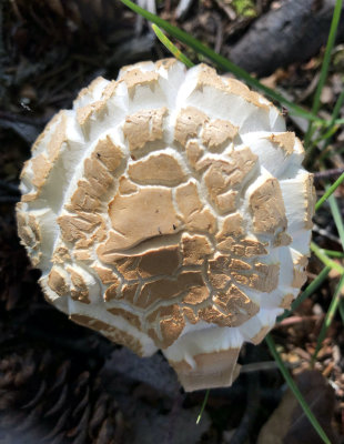 PAW1 - Mushroom Top
