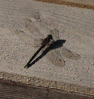 PAW5 - Dragonfly Shadows