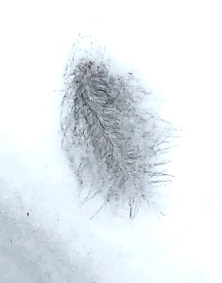 PAW6 - Feather in Snow