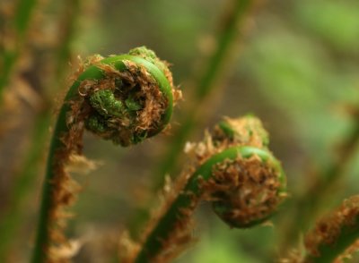 PAW9 - Fiddleheads