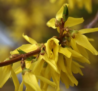 PAW11 - Forsythia