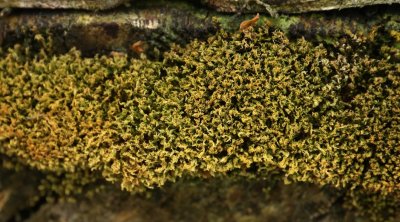 PAW12 - Moss