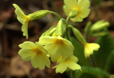 PAW13 - Primrose, Softly