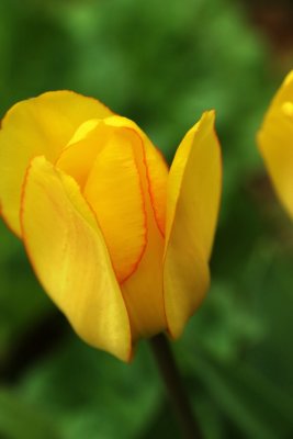 PAW14 - Tulip Blush