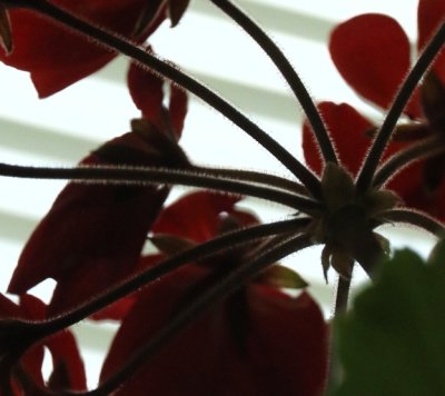 PAW15 - Geranium Cilia