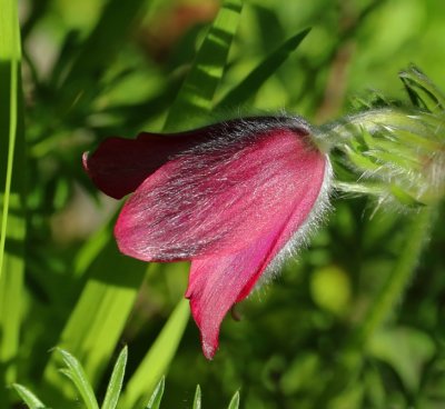 PAW17 - Pulsatilla
