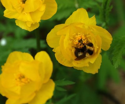 PAW18 - Bee & B