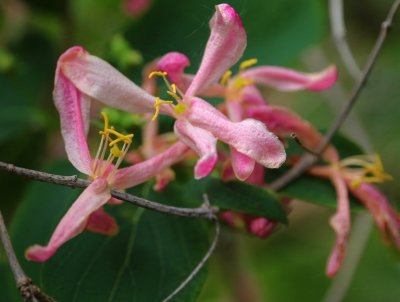 PAW20 - Honeysuckle