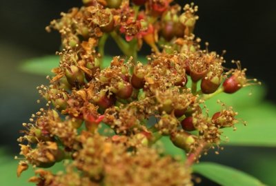 PAW21 - Blossoms to Berries