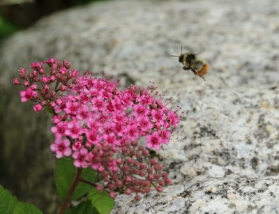 PAW22 - Spiraea Visitor