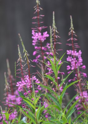PAW24 - Fireweed Journey