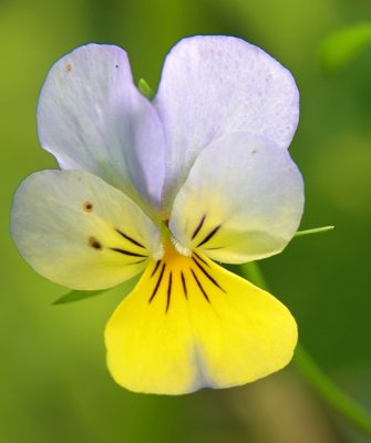 PAW30 - Viola Hues