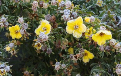 PAW40 - Potentilla Frost