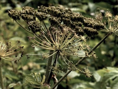 PAW47 - Cow Parsley