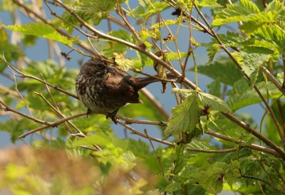 PAW48 - Fox Sparrow at Starrigavan