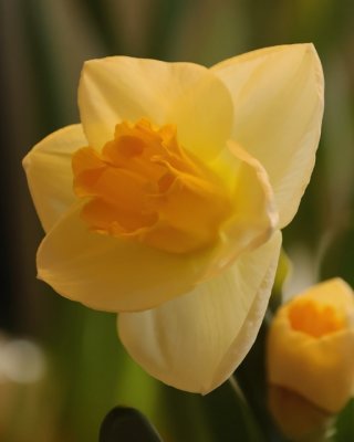 PAW7 - MK's Daffodil