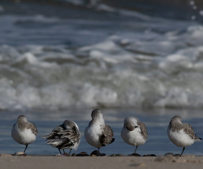 Sanderling - Sandlber - Calidris alba