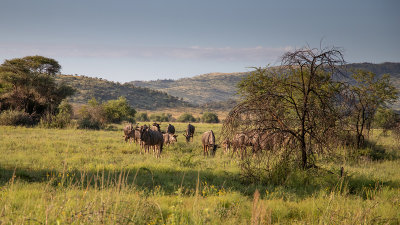 Pilansberg 