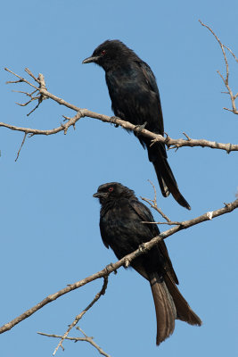 Fork-tailed Drongo 