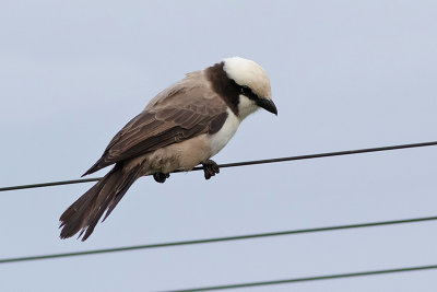 Southern White-crowned Shrike 