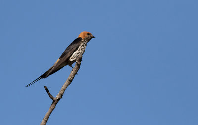Lesser Striped Swallow.