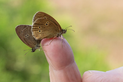 Engrandje - Aphantopus yperanthus