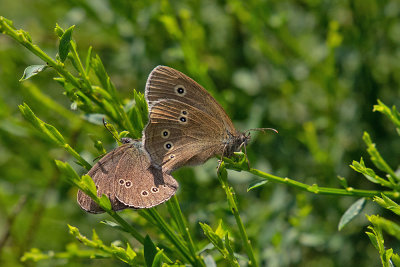 Engrandje - Aphantopus yperanthus