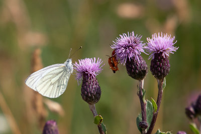 Grnret klsommerfugl - Pieris napi