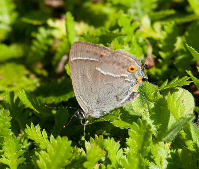 Blhale - Quercusia qercus