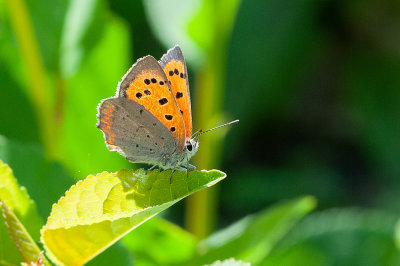 Lille Ildfugl - Lycaena phlaeas