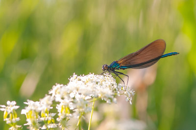 Blvinget pragtvandnymfe - Agrion virgo female