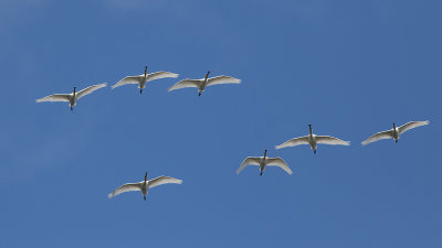 Spoonbill - Skestork - Platalea leucorodia