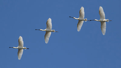 Spoonbill - Skestork - Platalea leucorodia