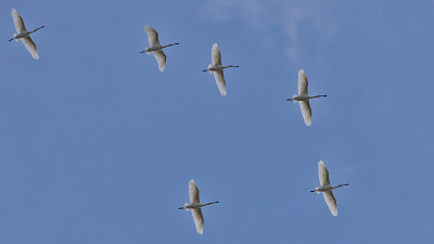 Spoonbill - Skestork - Platalea leucorodia