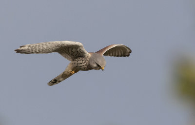 Kestrel - Trnfalk - Falco tinnunculus