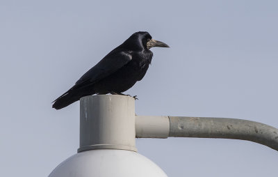 Rook - Rge - Corvus frugilegus 