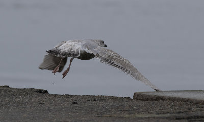 Herring Gull juv - Slvmge-Larus argentus