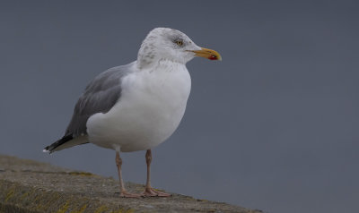 Herring Gull - Slvmge-Larus argentus