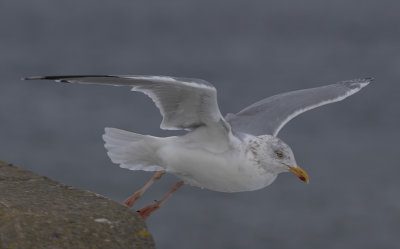 Herring Gull - Slvmge-Larus argentus