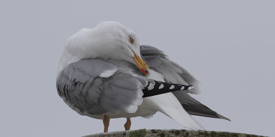 Herring Gull - Slvmge-Larus argentus