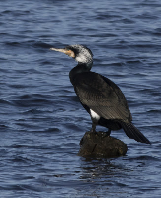 Cormorant - Mellemskarv - Phalacrocorax   carbo sinensis