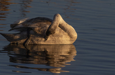 Mute Swan - Knopsvane - Cygnus olor