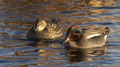 Teal male and femail - Krikand - Anas crecca