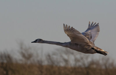 Mute Swan - Knopsvane - Cygnus olor