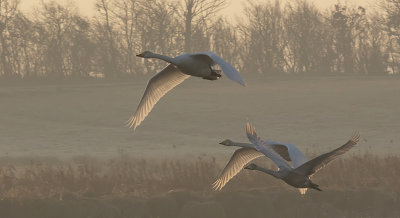 Whooper Swan - Sangsvane - Cygnus cygnus