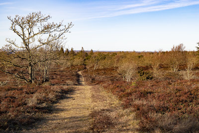 Danish Landscapes