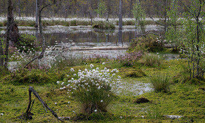 Wetland