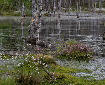Wetland