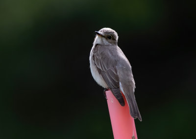 Muscicapa striata - Grå fluesnapper