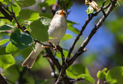 Phylloscopus trochilus - Løvsanger